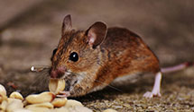 24 Hour & Emergency Exterminators in Cal Poly Student Dorms, CA